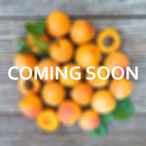 Apricots