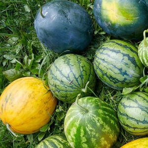 watermelon varieties
